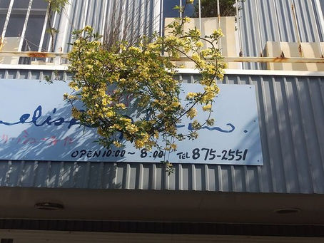 今年もモッコウバラ綺麗に満開