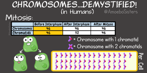 chromosome-chart-mitosis-gif-version.gif