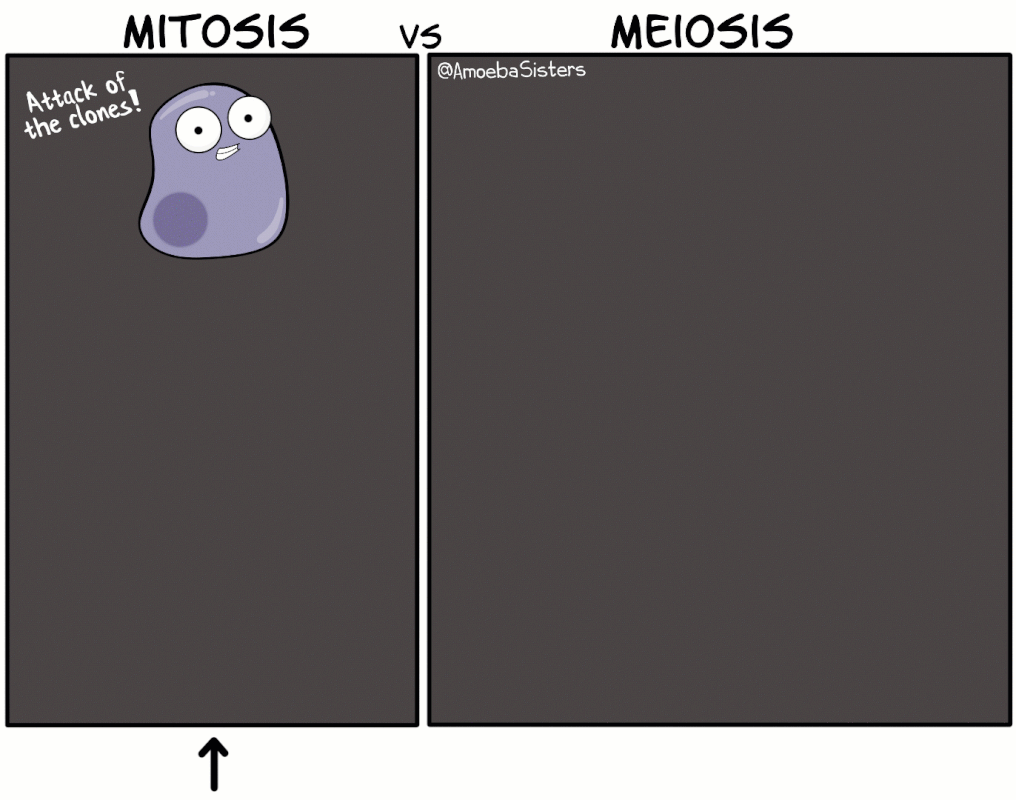 meiosis-vs-mitosis-v2-gif_orig.gif