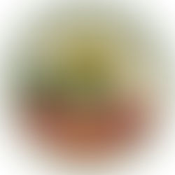 DEA Red Ribbon Week Patch Program