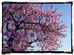 9_Mandelblüte_NW-