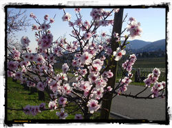 7_Mandelblüte_NW