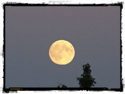 38 Mond bei der Landesgartenschau in LD