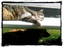 46 Hund und Katze