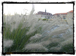 37 Landesgartenschau