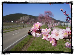 8_Mandelblüte_in_Neustadt_a