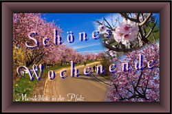 6_Startbild_Mandelblüte_in_der_Pfalz-jpg-1
