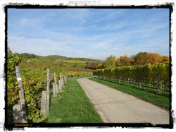 62 Spaziergang im Wingert--
