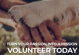 White Photo Simple Animal Shelter Volunteers Needed Facebook Post.png