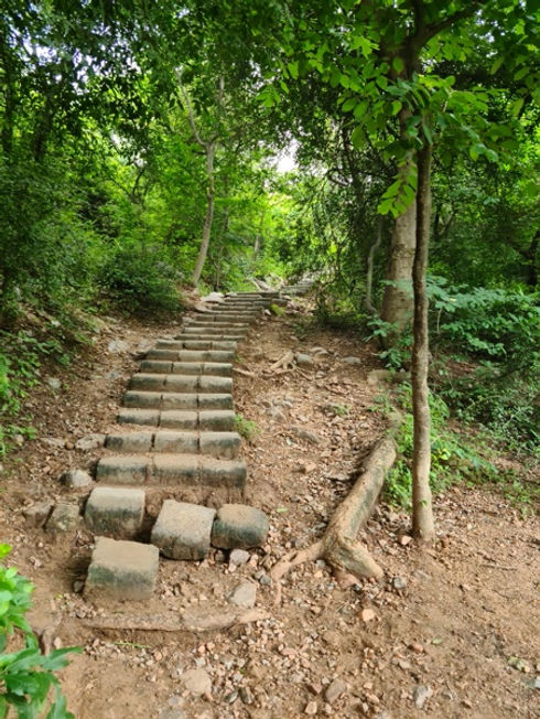stone staircase in a forest