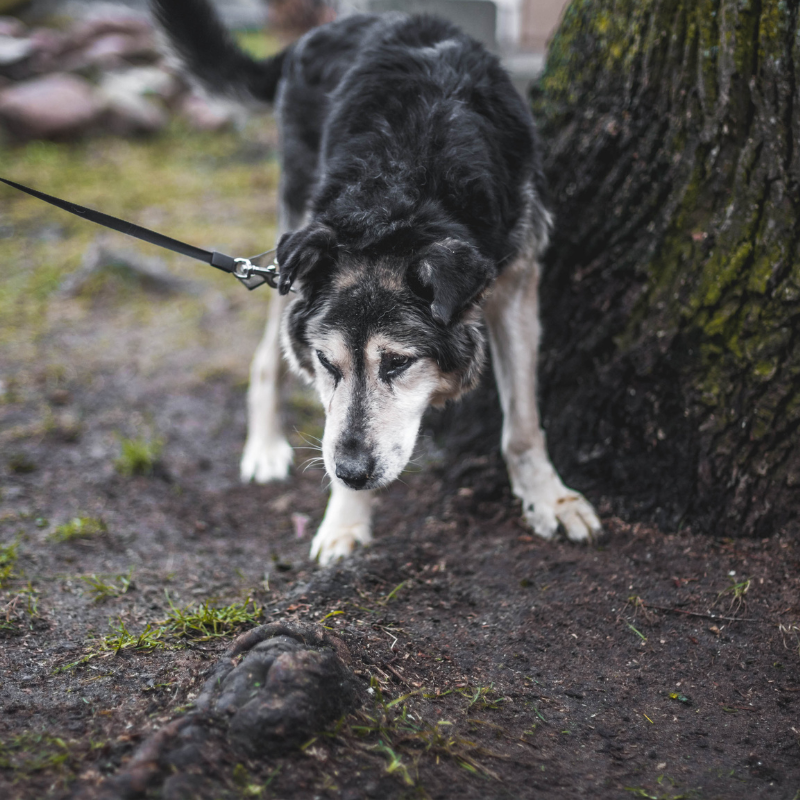 senior dog walking yorktown virginia