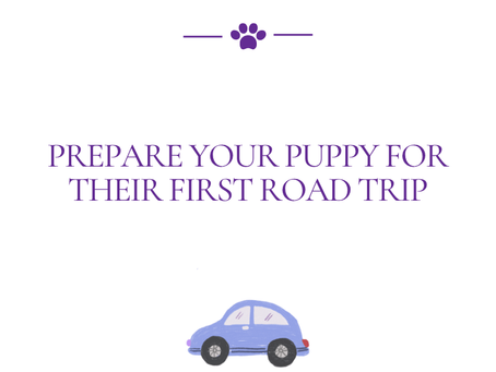 Prepare Your Puppy for Their First Road Trip