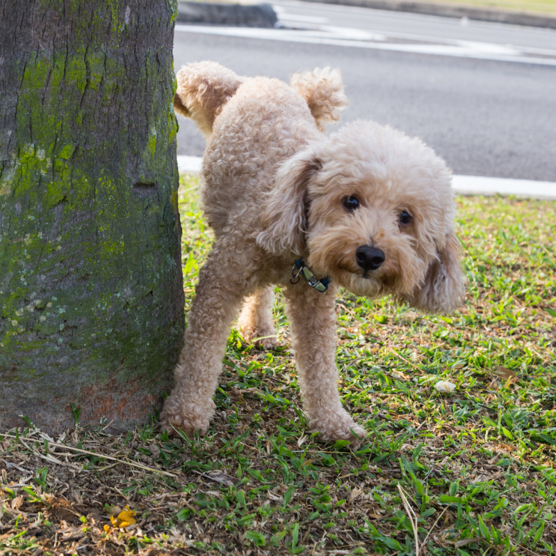 puppy walk yorktown virginia