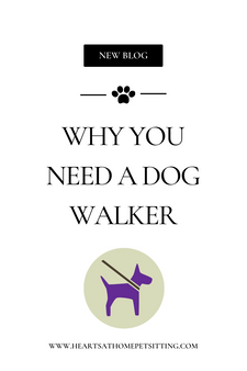 Reasons You Need a Dog Walker