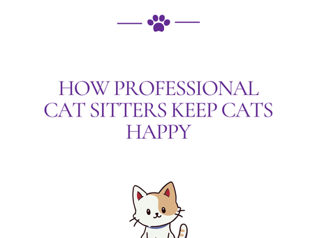 How Professional Cat Sitters Keep Cats Happy