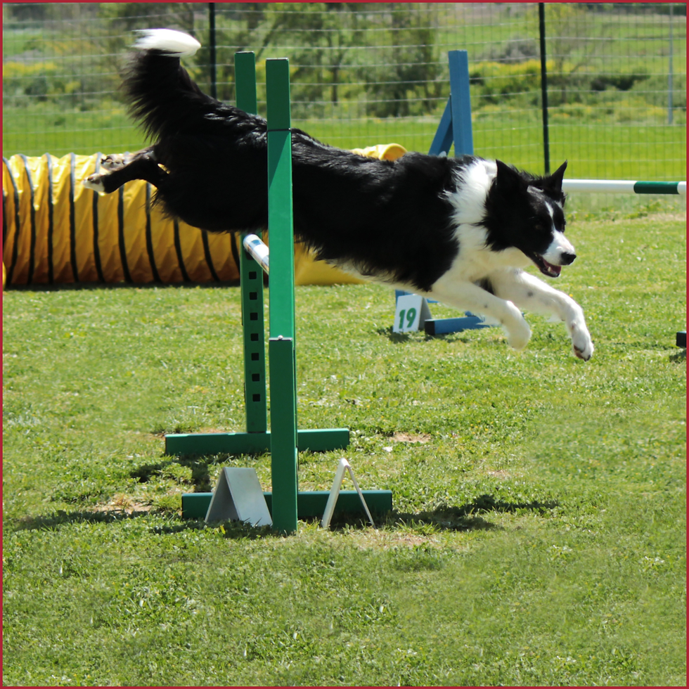 petquoson agility yorktown poquoson virginia