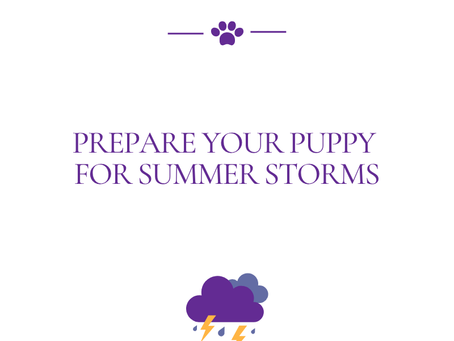 Prepare Your Puppy for Summer Storms
