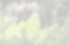 36295443_10157380896483238_2618208696387239936_o_edited_edited.jpg
