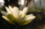 Summer2013-0174cropWEB.jpg