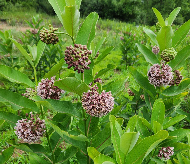 Doing our part for Monarch Butterfly Habitat
