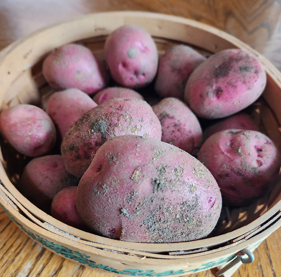 Red Potatoes