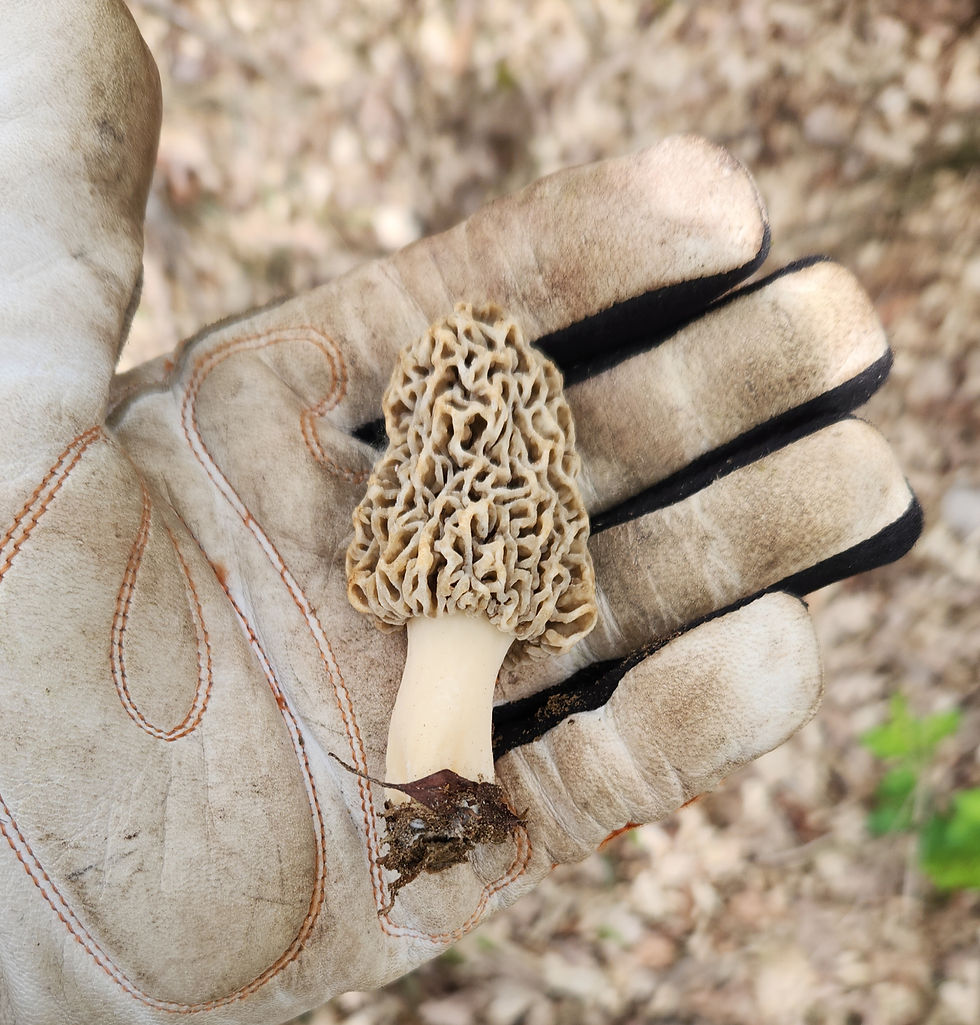 White Morel