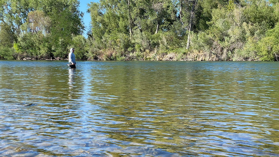 Spring Trout Spey in Northern California