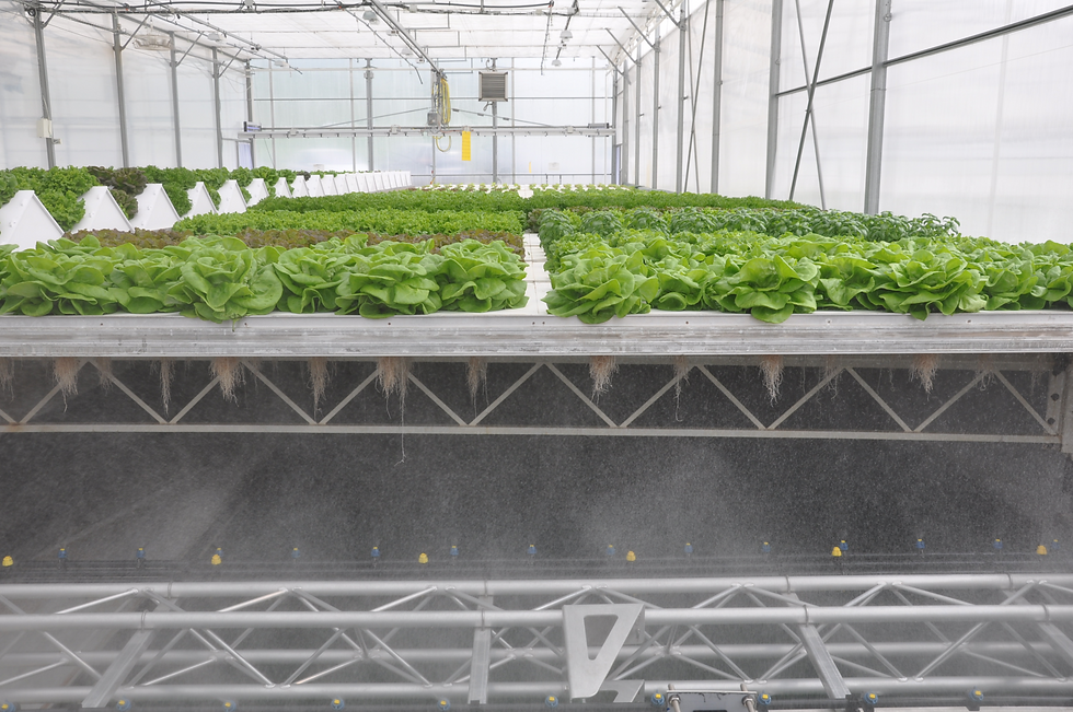 CleanGreens greenhouse aeroponics lettuces herbs efficiency high yield