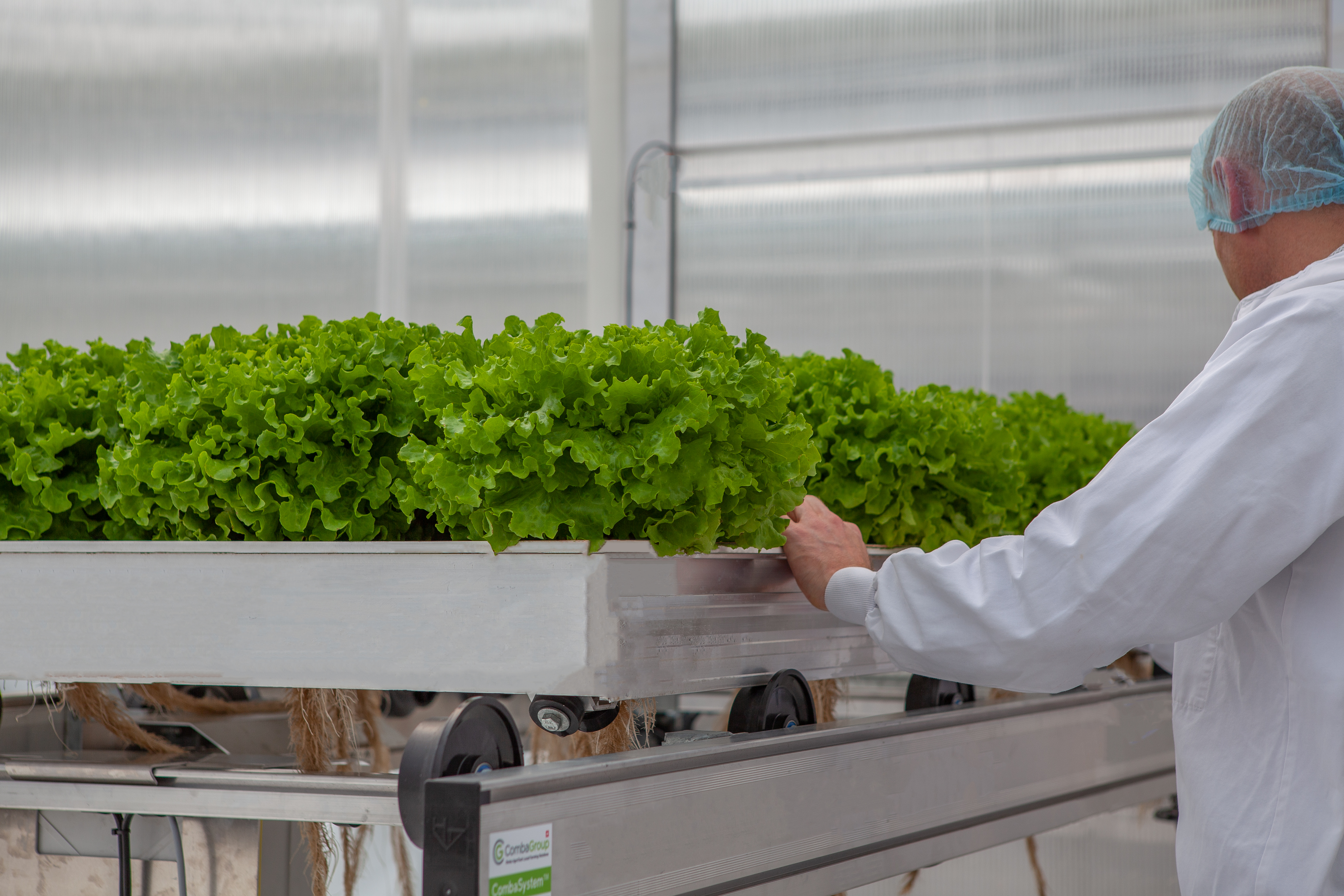 CleanGreens cultivation table batavia easy handling sustainable agriculture premium quality CleanGreens cultivation table batavia easy handling sustainable agriculture premium quality
