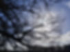website photo tree.jpg