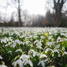 White snowdrops bloom in a sunlit forest clearing, surrounded by blurred trees. The scene evokes a fresh, peaceful spring morning at Hopton Hall