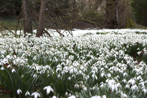 A field of nbright white snowdrops with trees in the background