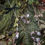 Thumbnail: SILVER MISTLETOE - SPRIG