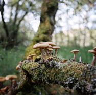Mushrooms Kerry Croft.jpeg