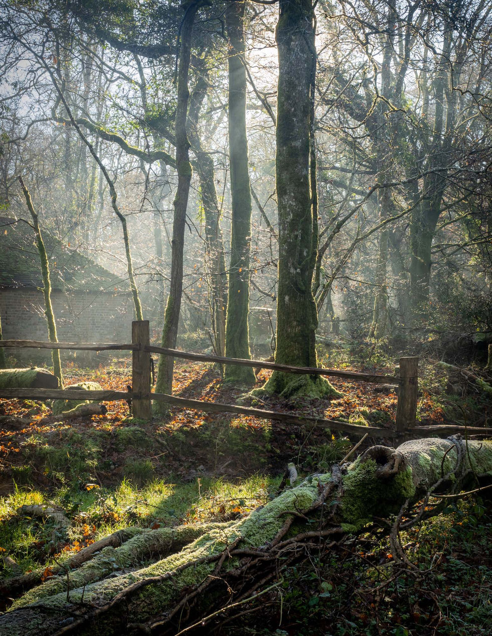 Ebernoe Woods. The Brickworks, 