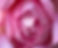 Hopton Hall Rose Garden.jpg