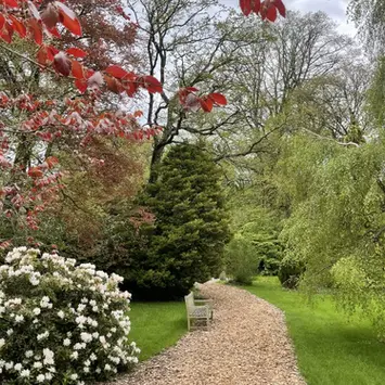 A path with a wooden bench surrounded by a range of trees and plants