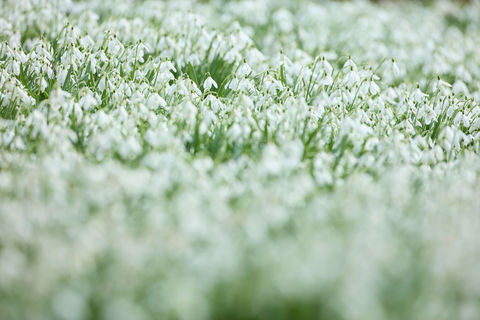 Snowdrop Close Up by Ian Daisley