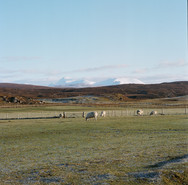 Sheep Grazing Red Point.jpeg