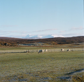 Sheep Grazing Red Point.jpeg