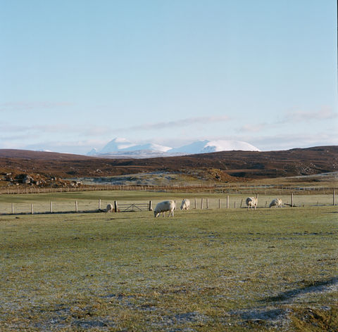 Sheep Grazing Red Point.jpeg
