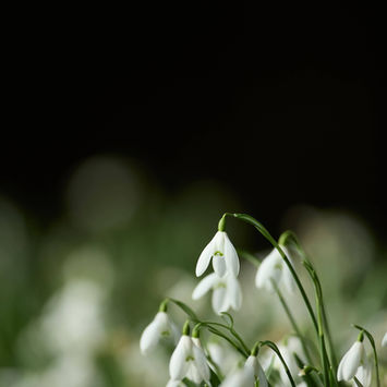 Snowdrop Close Up by Ian Daisley