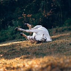 The Equum - Equiscan DNA Tests - Beautiful grey horse in a rolling field.