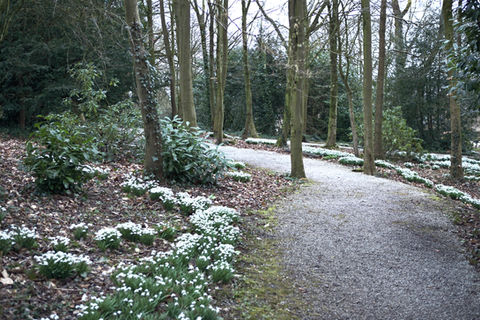 Image of a pathway in The Snowdrop Walk with snowdrops to the side of the path