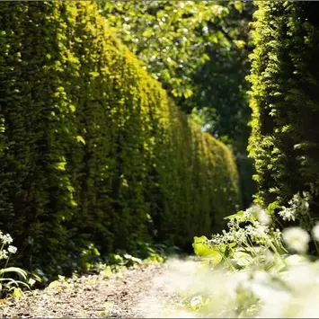 Low down photo looking up at the hedges at Hopton Hall