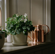 Kitchen Window Sill.jpeg