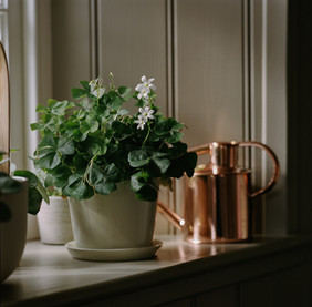 Kitchen Window Sill.jpeg