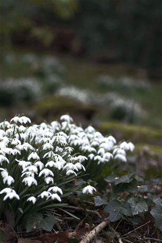 Close up of a collection of snowdrops at ground level