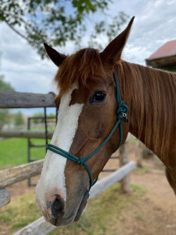 Paso Fino