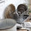 Thumbnail: Calais Plate - 2 sizes